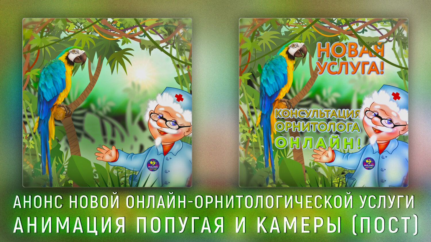 попугаев, орнитолог, иллюстрация, колибри книга, постер с попугаем тропики