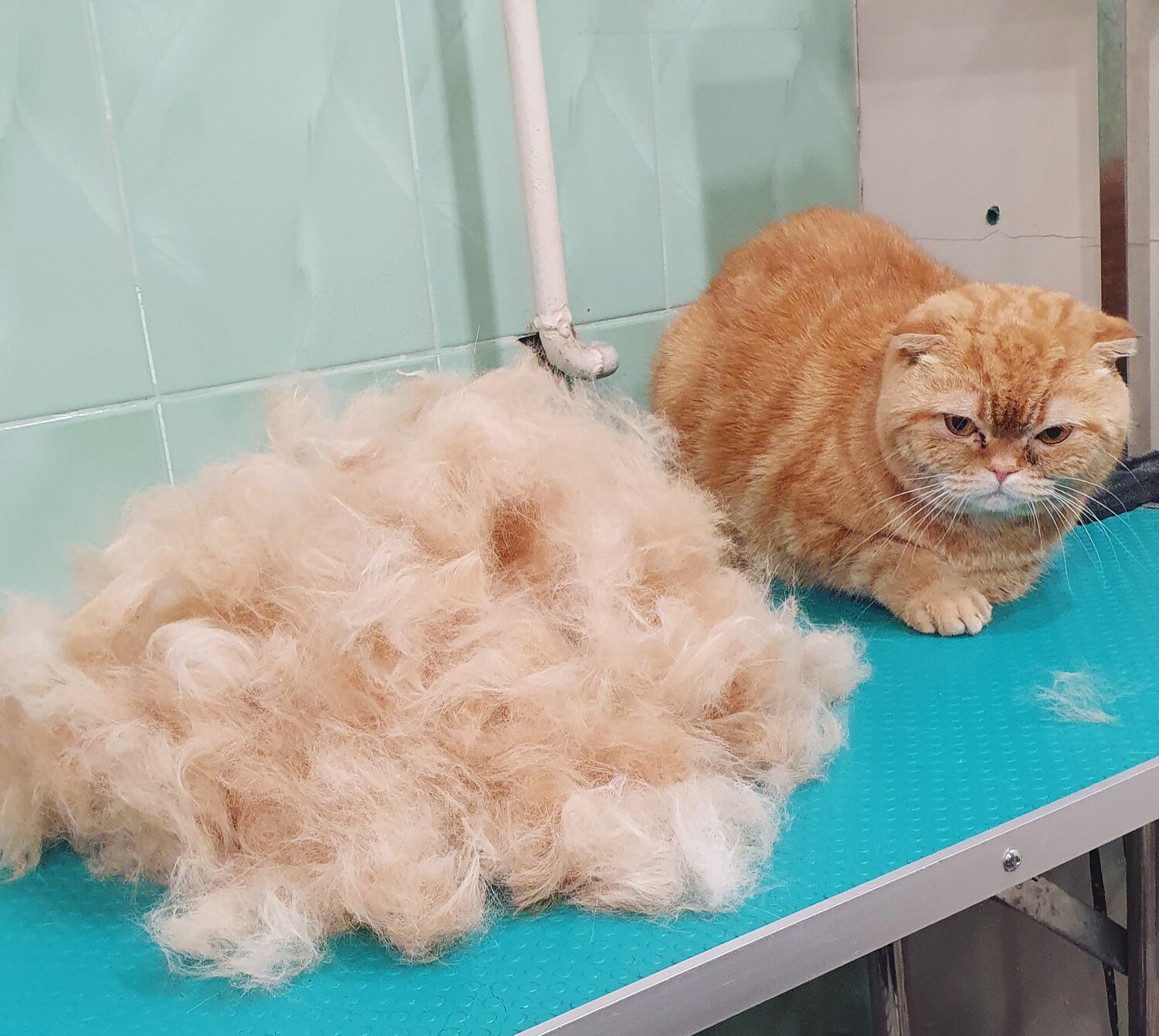 британец кот рыжий длинношерстный, кот, кошек, кошка, котик