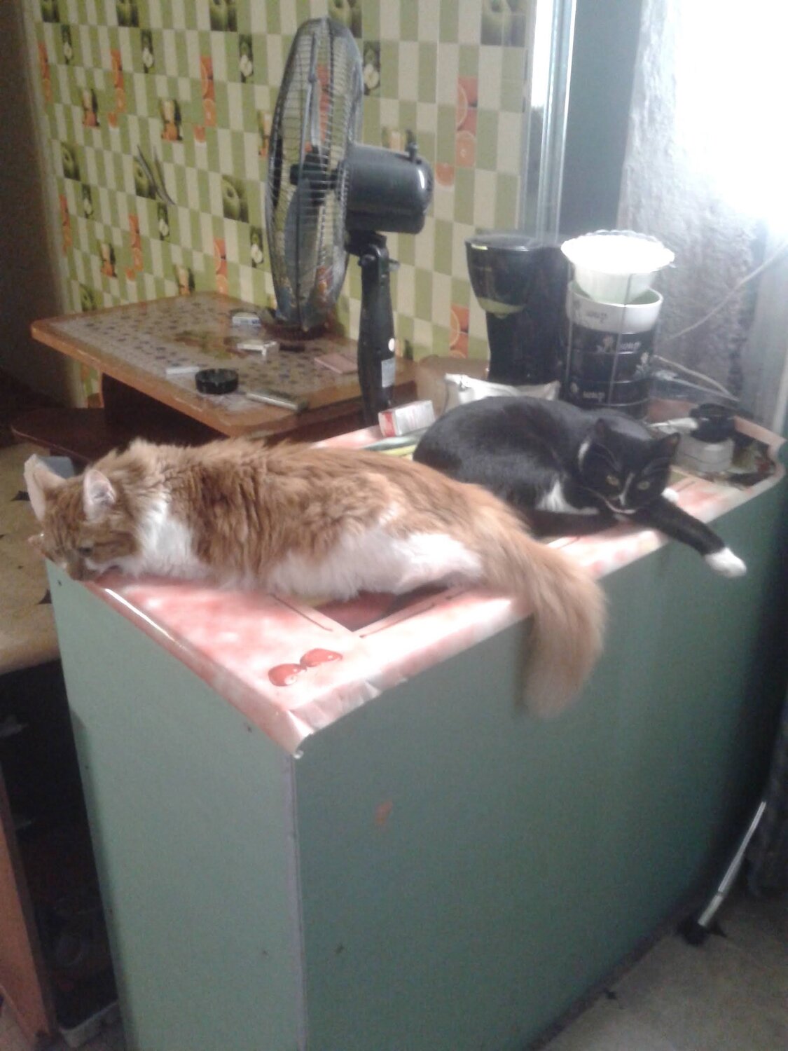 кот, кошка, котик, котэ, домашние животные