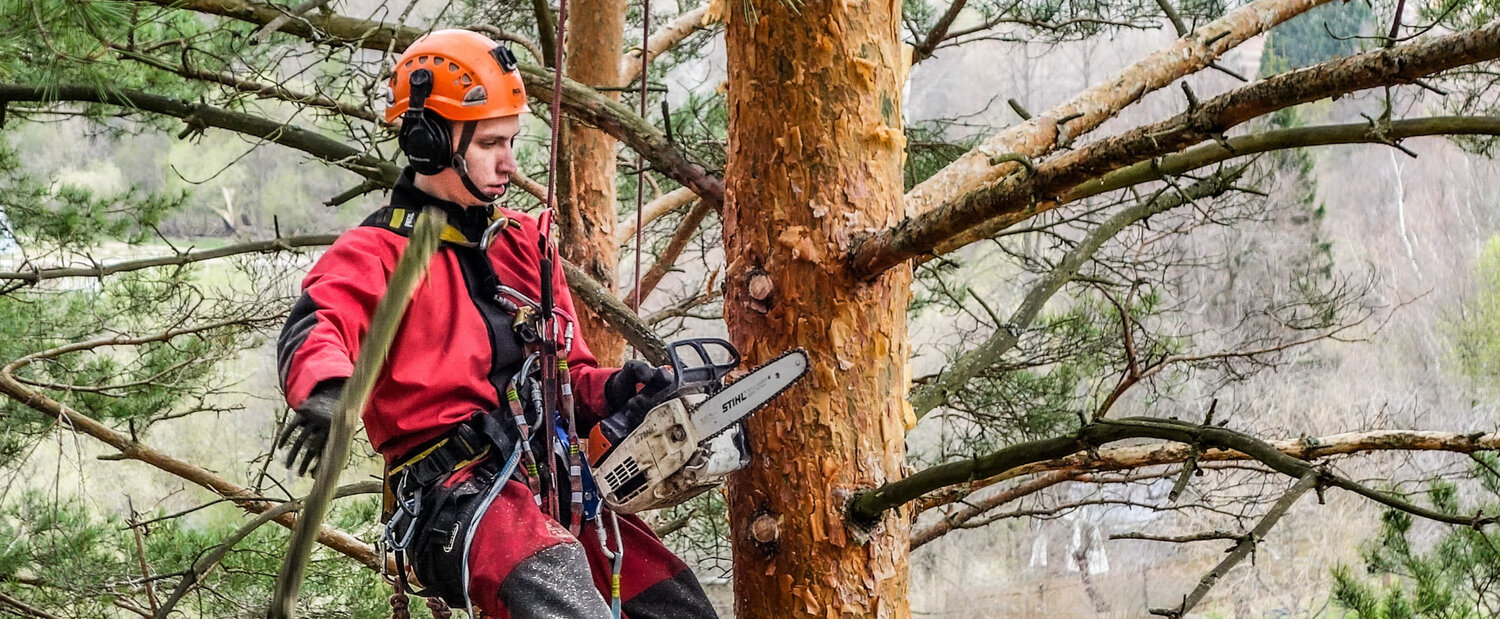 арборист, арбористика, арборист профессия, снаряжение для спила деревьев, арборист спил деревьев владимир