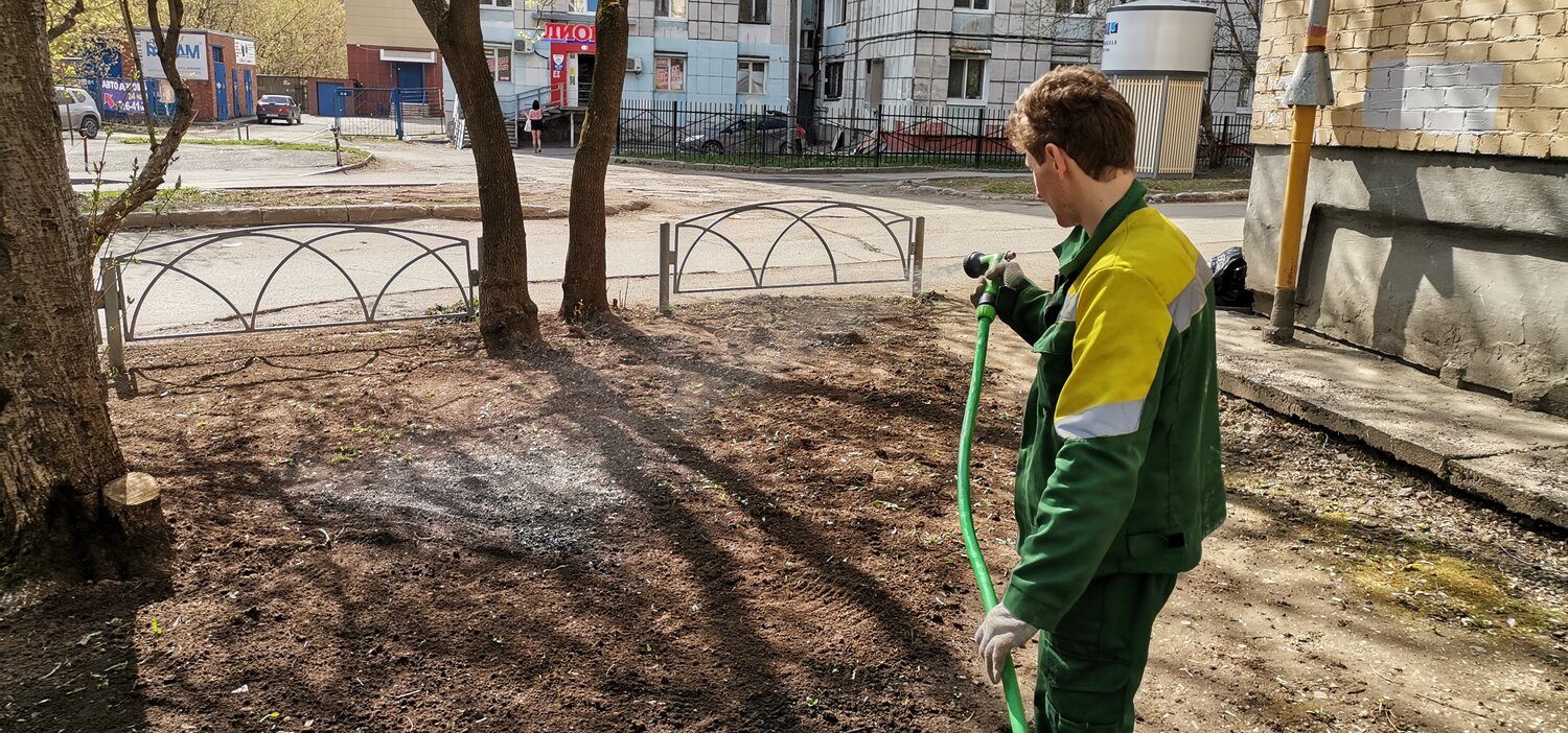 молодые деревья на улице благоустройство, благоустройство городов, озеленение, уборка территории, двор
