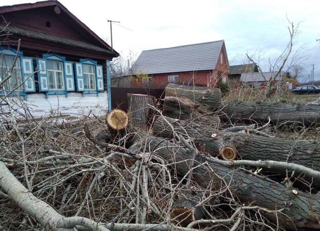 дачный участок, дача, участок, вырубленные деревья, аварийные деревья