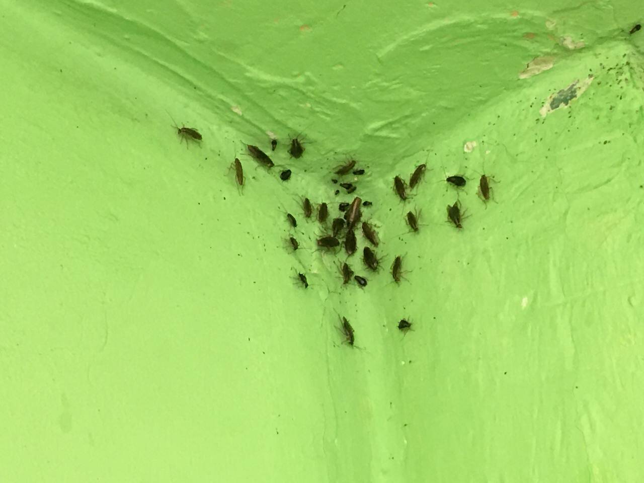насекомые, insect, мошка трипс, таракан, экскременты трипса
