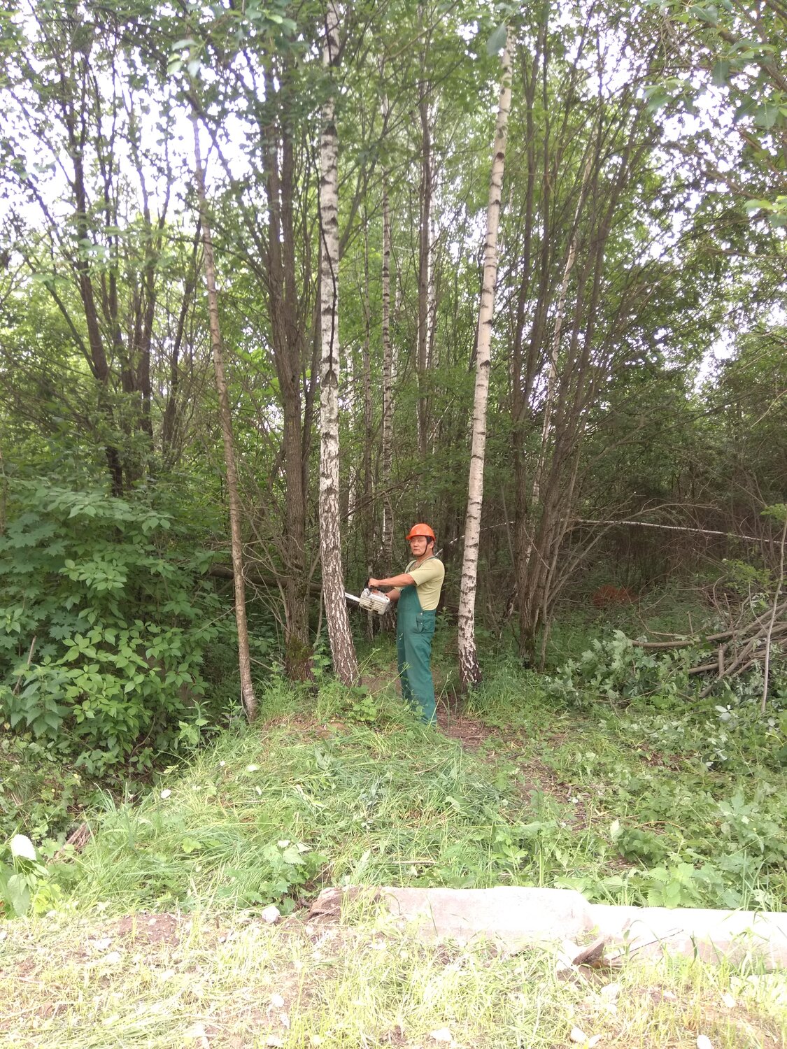 природа, участок, лес, лесничества, лесничий лужского участкового лесничества