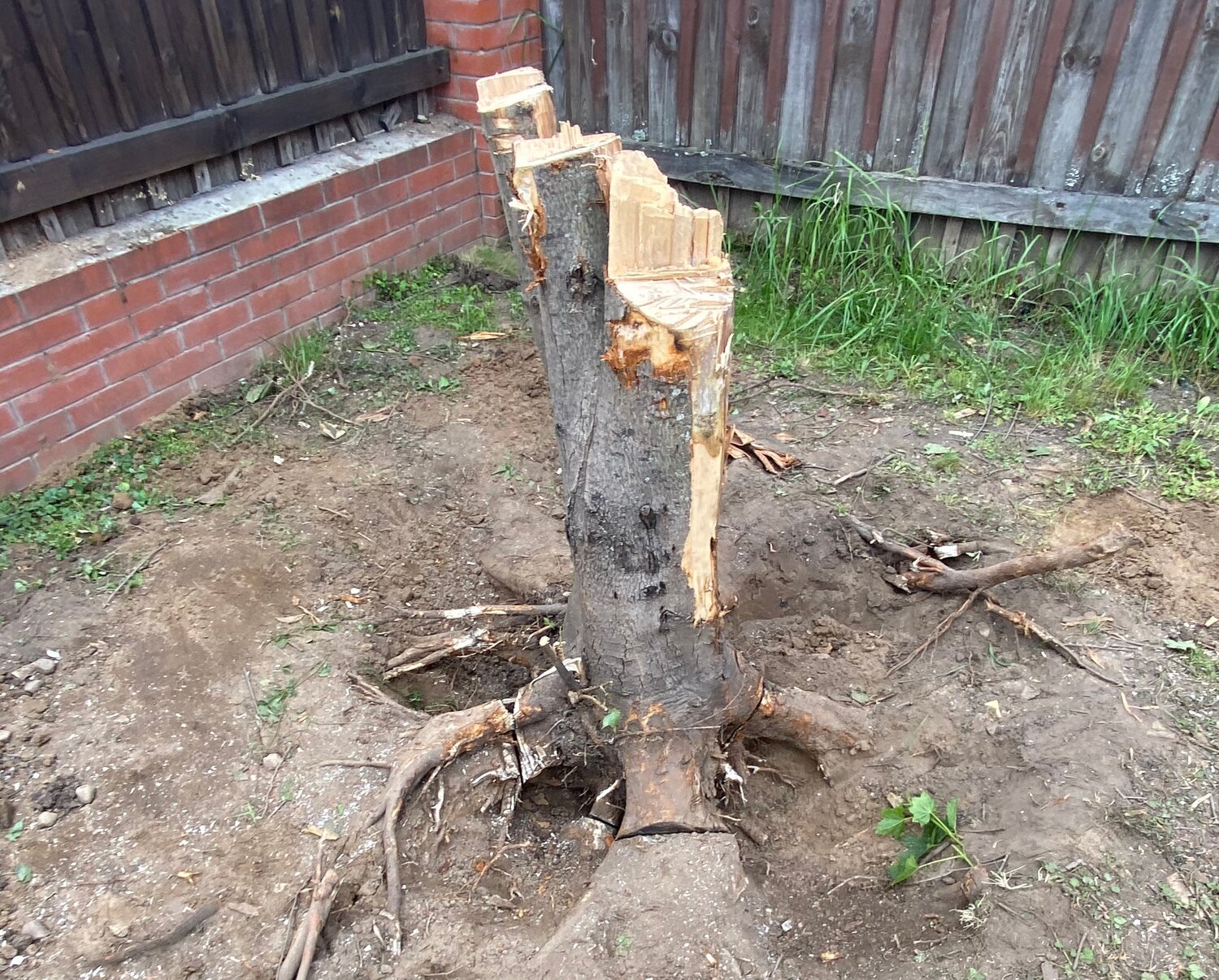 корчевание пней, ствол яблони, корчевка пней, корчевание, корчевка яблони