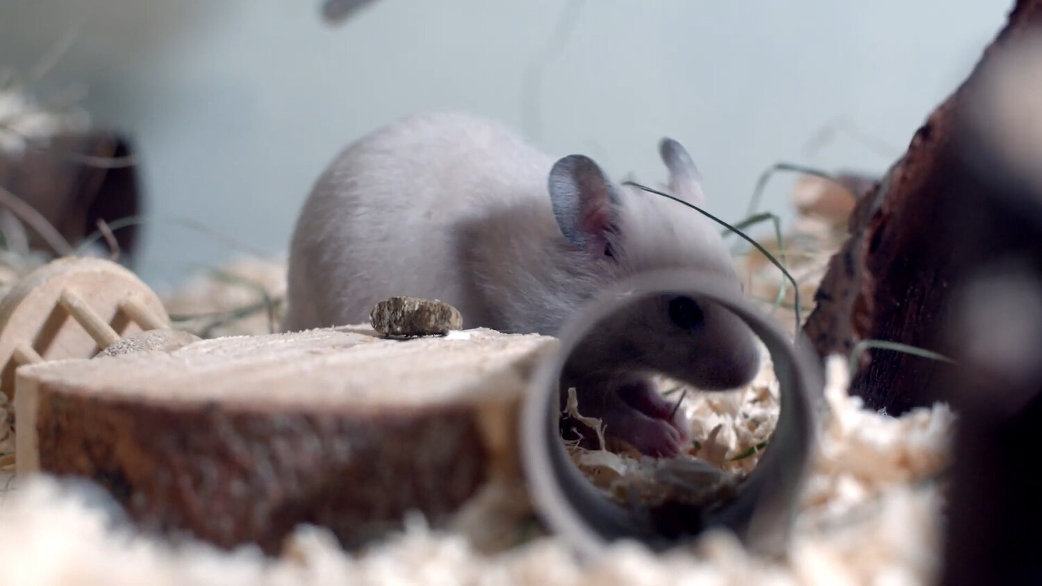 шиншилла вильсон, шиншилла, шиншилла белая, шиншилла шиншилла, шиншилла белый вильсон