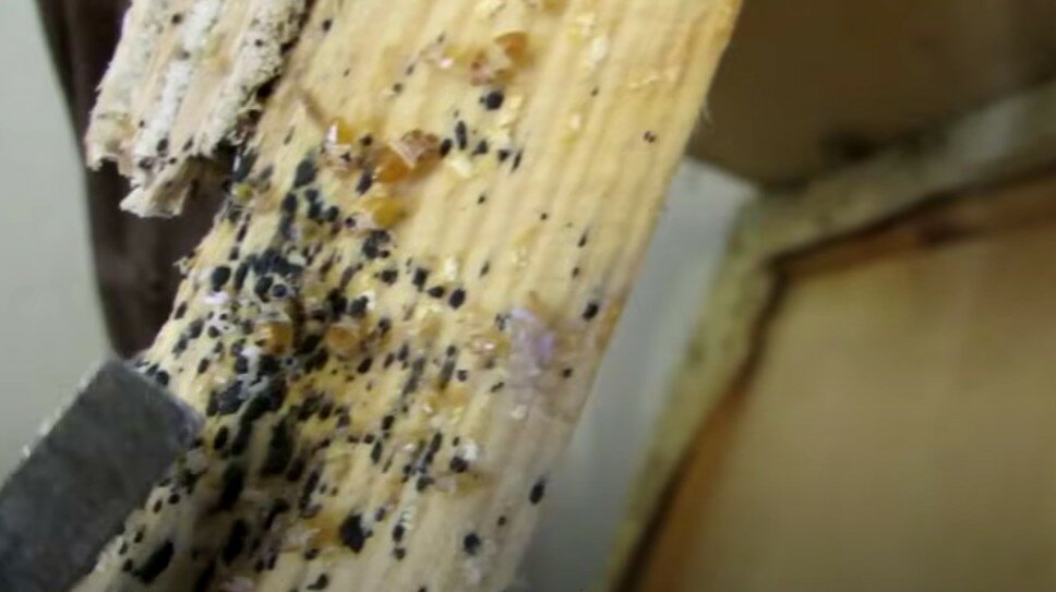 постельный клоп гнездо, гнезда клопов, клопы в доме, клопы, клопы в диване