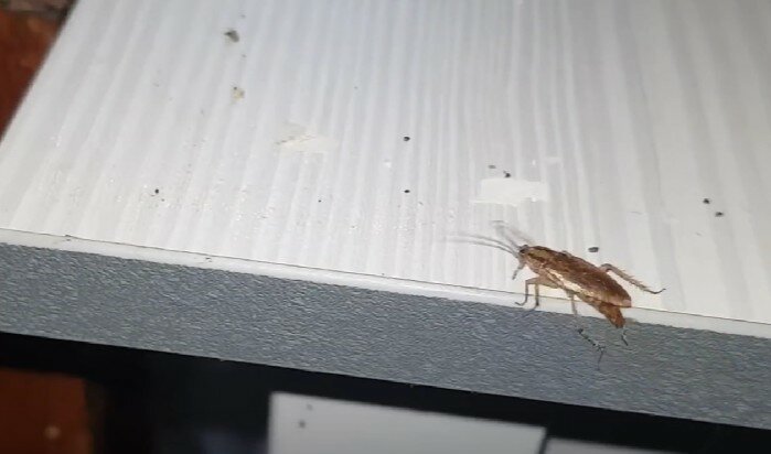 таракан домашний, таракан, насекомое, тараканы насекомые, тараканы в квартире