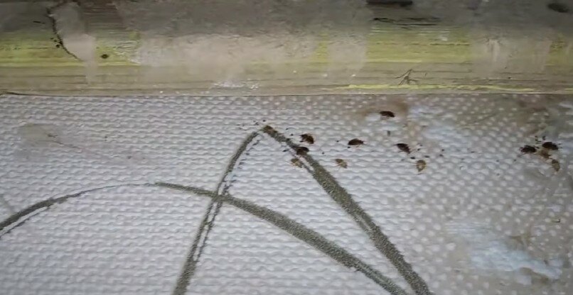 домашние клопы, клопы в доме, клопы, клопы на матрасах, следы от клопов