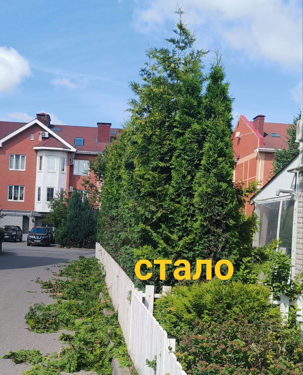 туя западная брабант, туи смарагд, туя западная смарагд, брабант туя, туя смарагд и брабант отличия