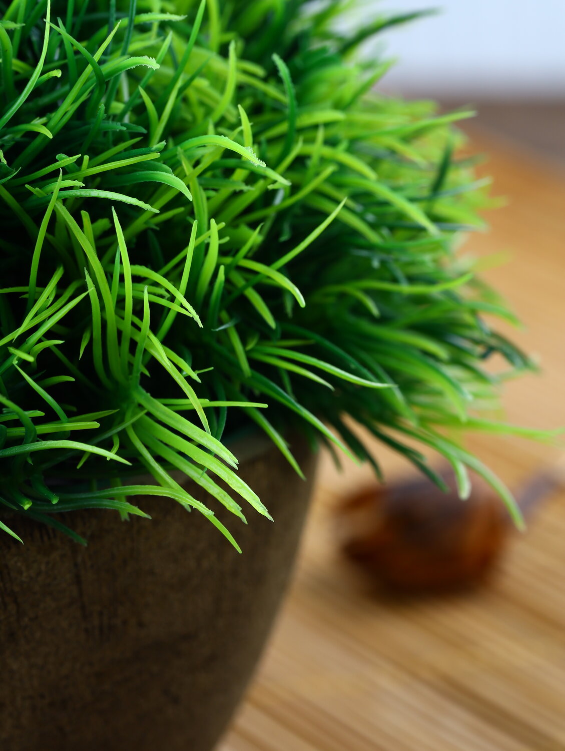 кактус рипсалис кассута, рипсалис, рипсалис барчела, рипсалис эллиптический, комнатное растение рипсалис