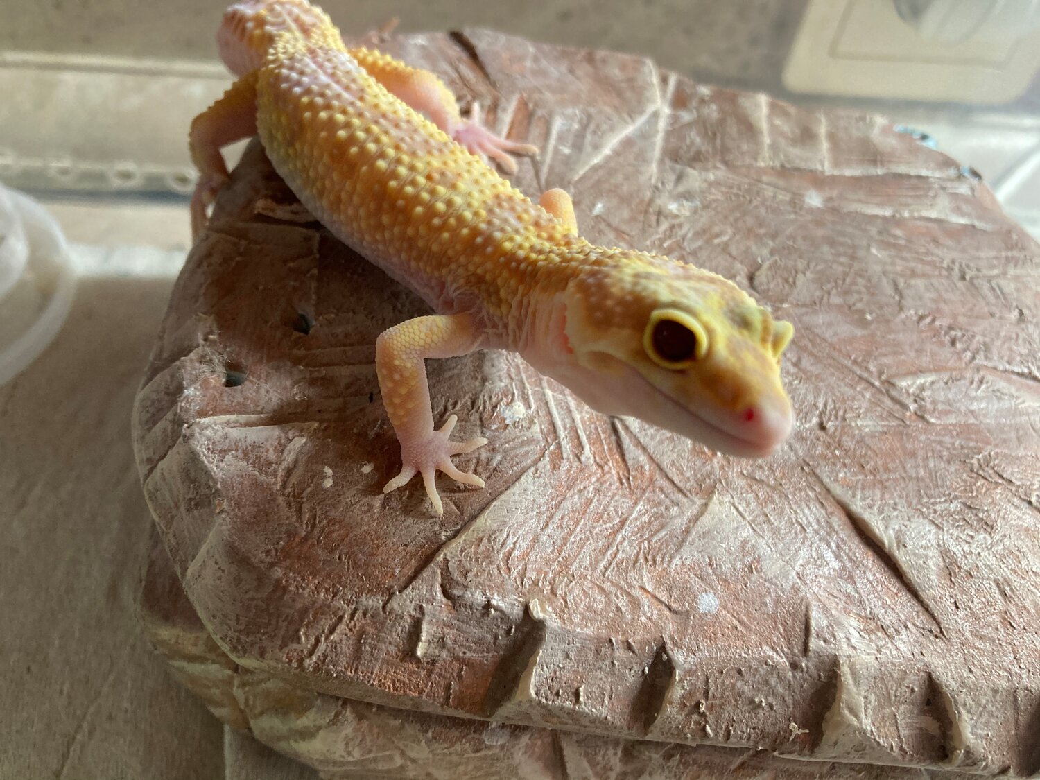 геккон пятнистый эублефар, эублефары, геккон эублефар раптор, эублефар sunglow enigma, ящерица эублефар