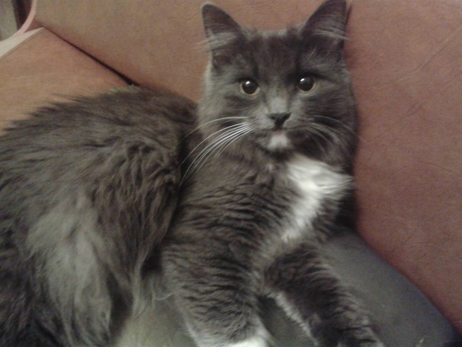кошка, кот, котик, кошечка, домашние коты