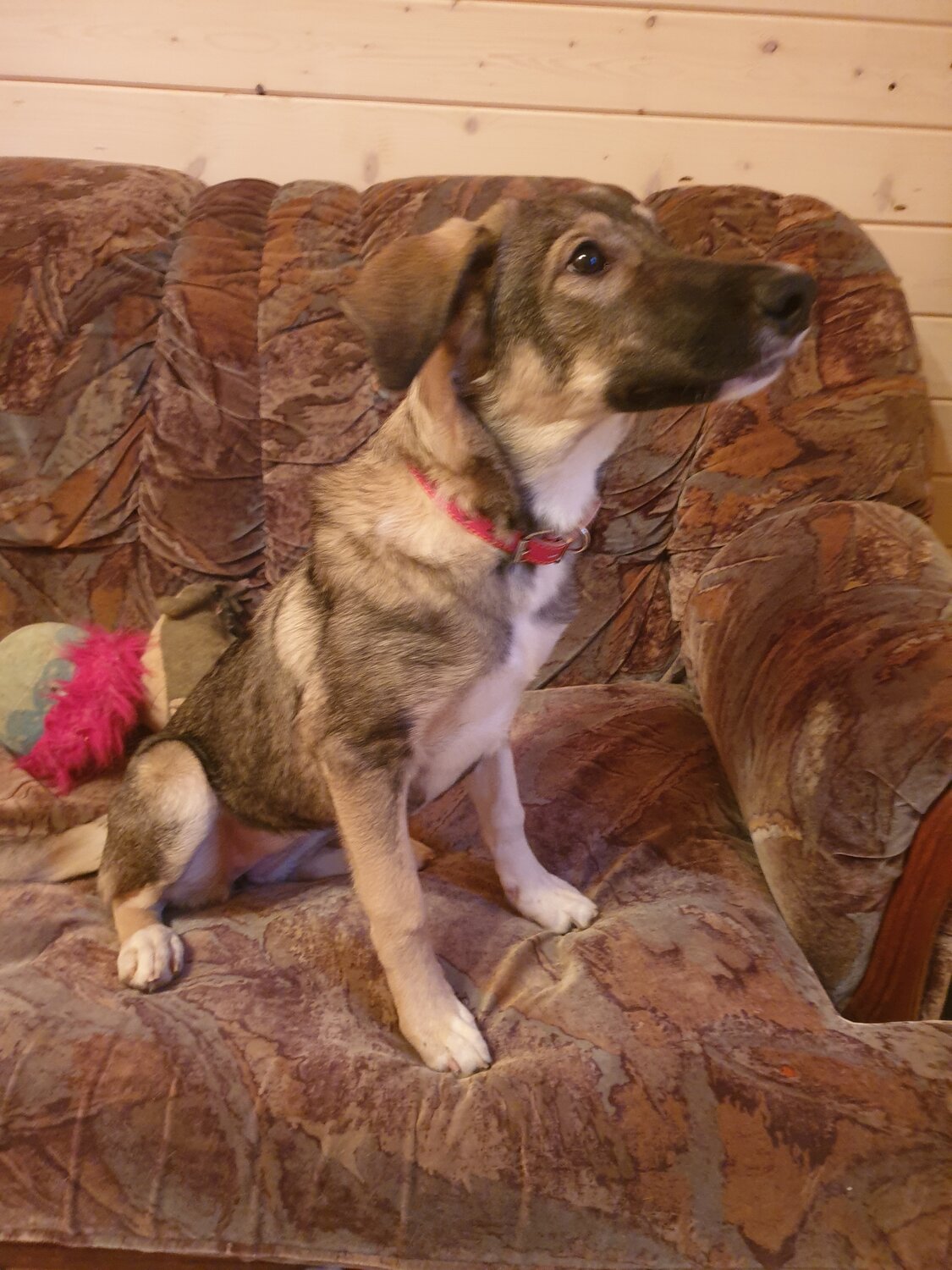 щенок дворняжки 4 месяца, дворняга, собака, собачка, дворняжка