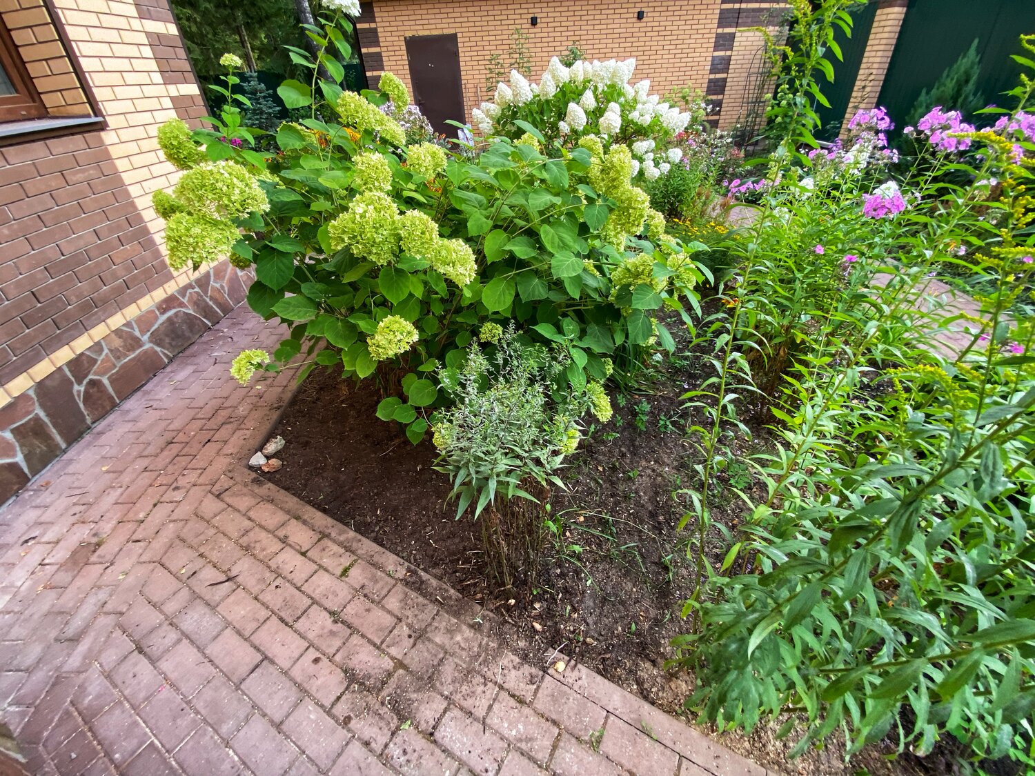 сад, растение, огородный миксбордер, растения, гортензия на клумбе