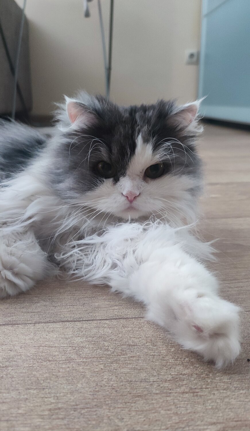 кошка, большой пушистый кот, кошечка, кот, пушистый кот