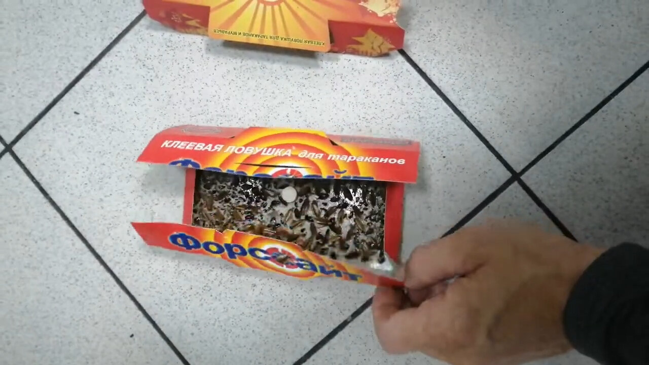 форсайт ловушка от тараканов, ловушка для тараканов, ловушка от тараканов, ловушка для тараканов форсайт, средство от тараканов