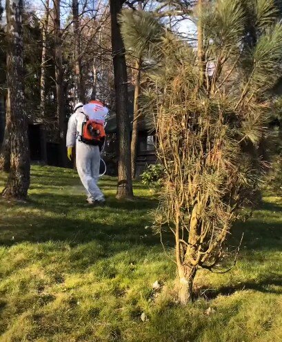 сосна, сосна обыкновенная, сосна канадская, хвойные деревья, мужчина