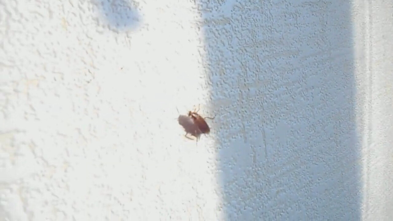 жук кожеед маленький, насекомое, маленький жучок, маленький коричневый жучок, жук хрущик ..в доме