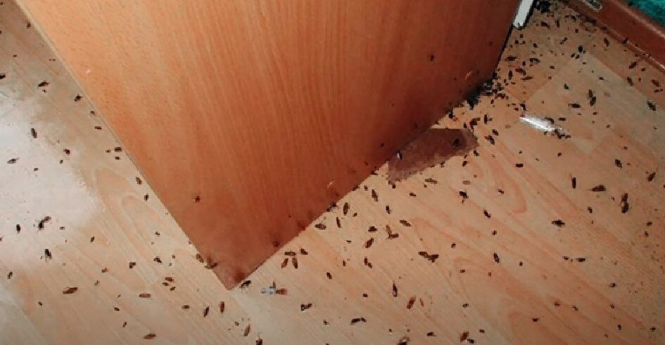 домашние клопы, тараканы в квартире, клопы и тараканы, клоп в квартире, клопы в доме