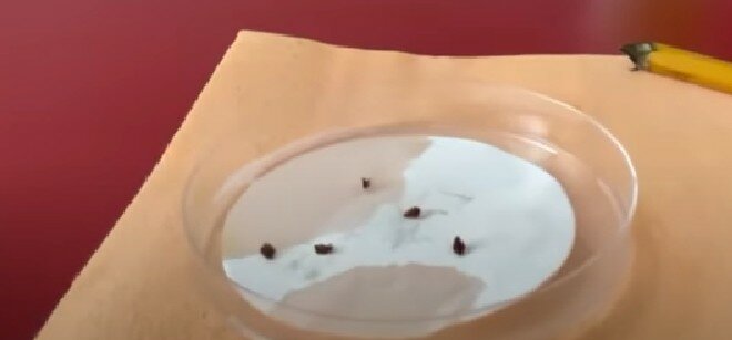 янтарная кислота для семян, проращивание семян, семена, скарификация семян кизильника, перекись водорода для семян