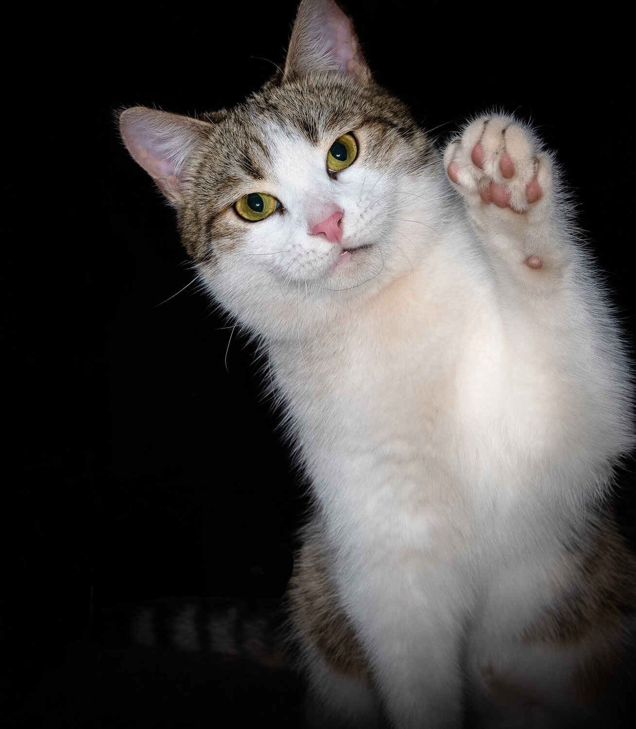 кот, кошка, кошечка, котэ, котик
