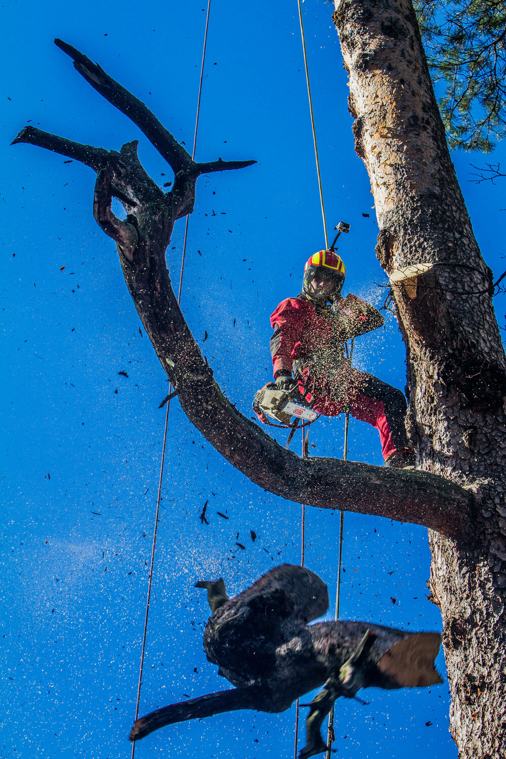 арборист, арбористика техника работы на деревьях, арбористика tree climbing, арбористика, спил деревьев методом промальпа