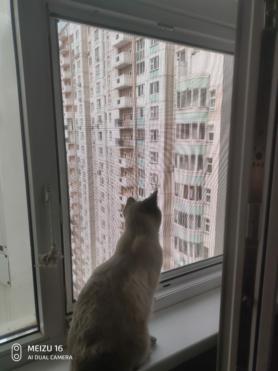кошка, кот, котик, котэ, сиамская кошка на окошке