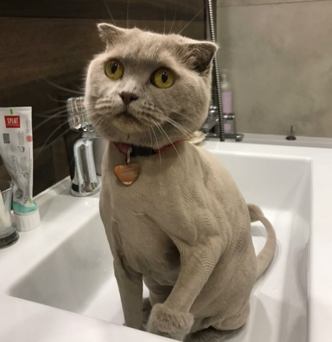 кот, кот в шоке британец, котэ, котик, кошка