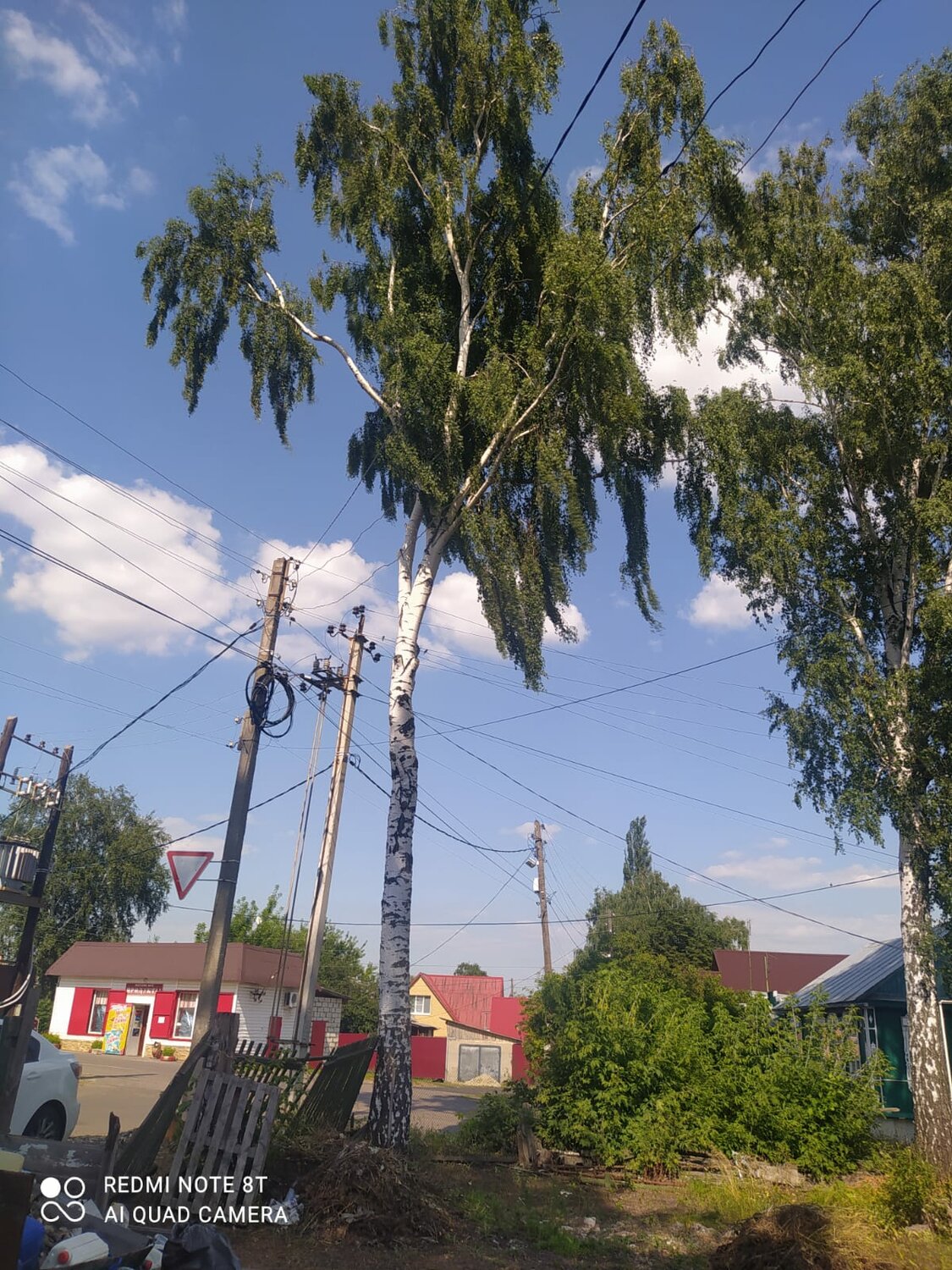береза, дерево, следнево александровский район, улица, в деревне