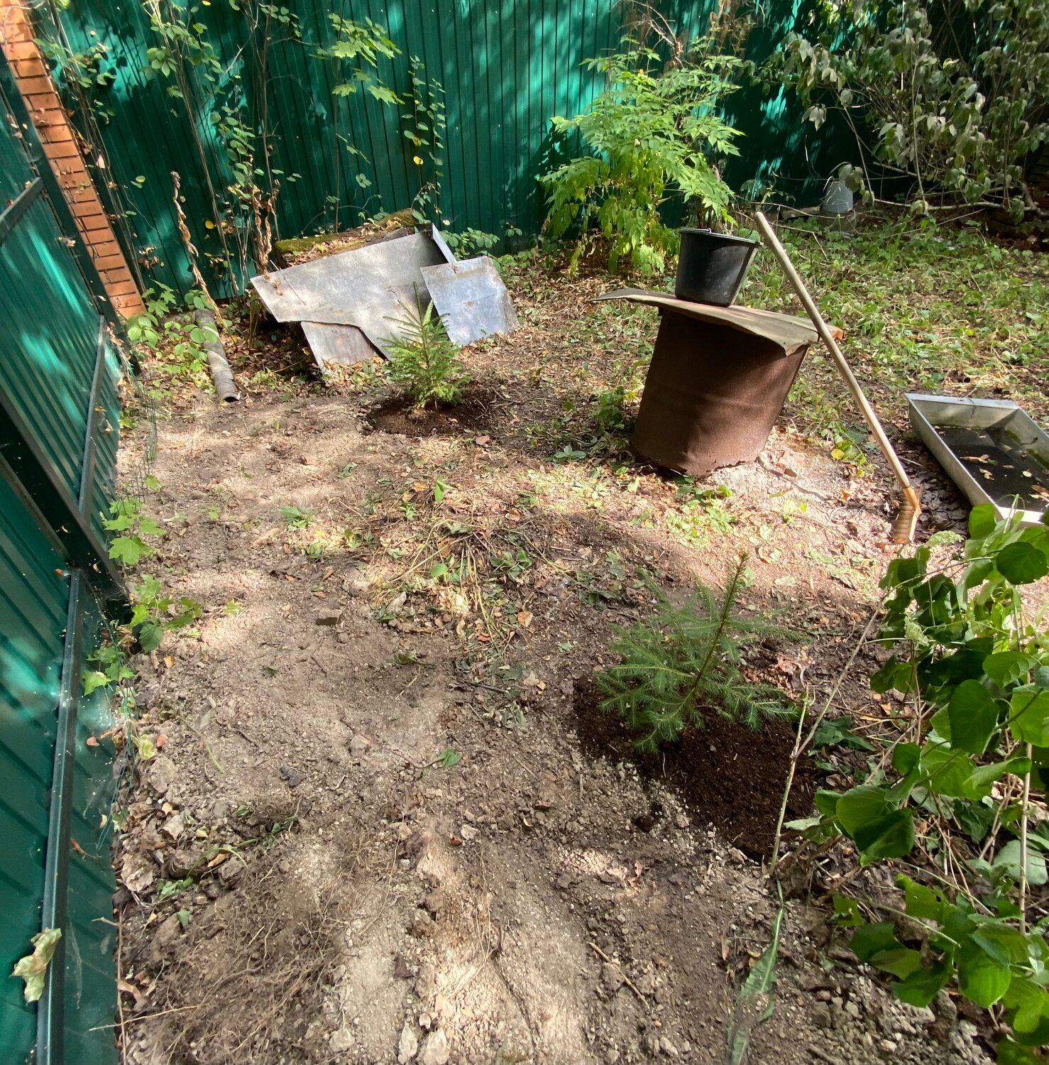 монтаж септика, растение, на даче, участок, огород