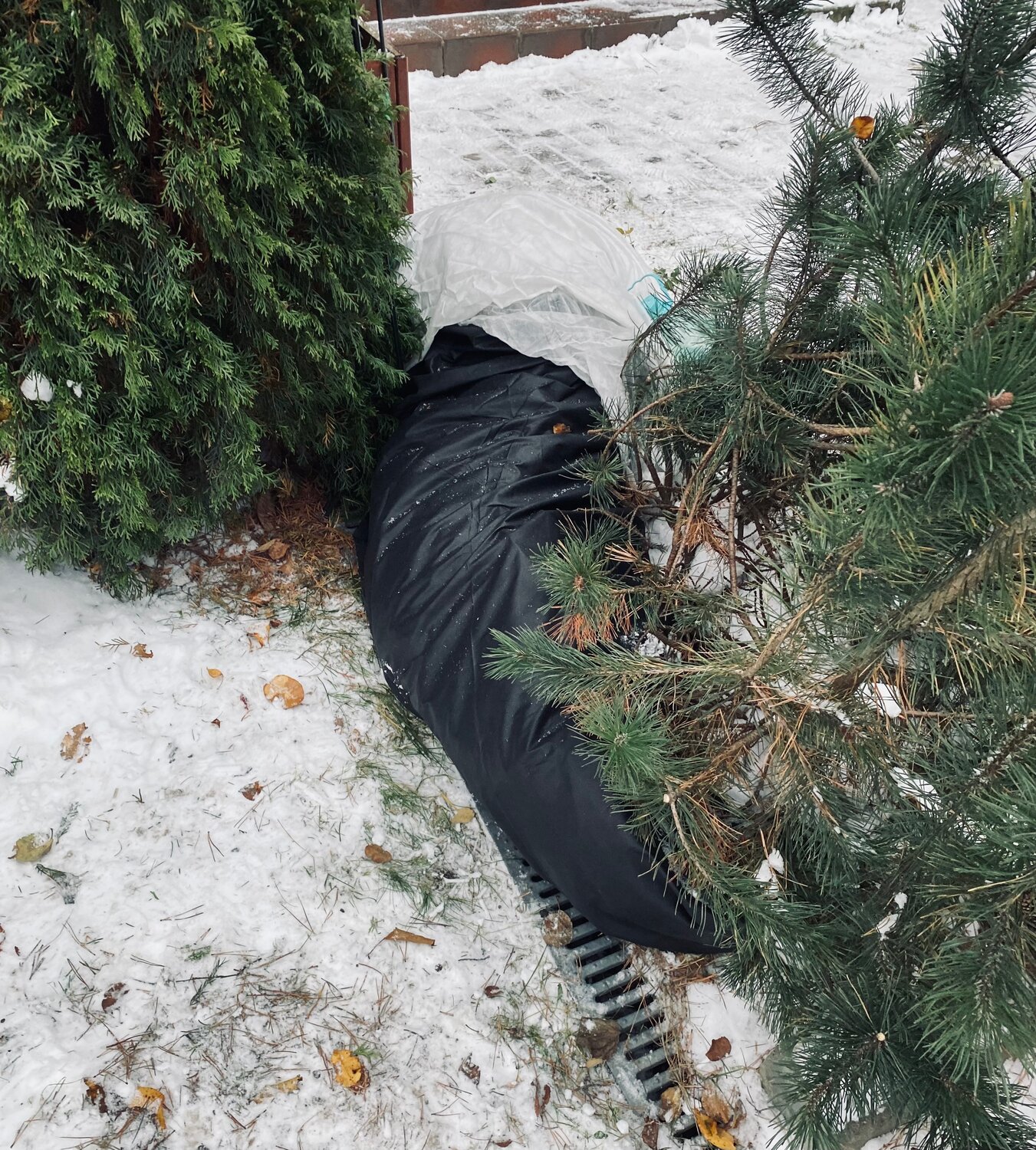 замерзший лес, в лесу зимой, лес снег, человек, сосна метровая срубленная
