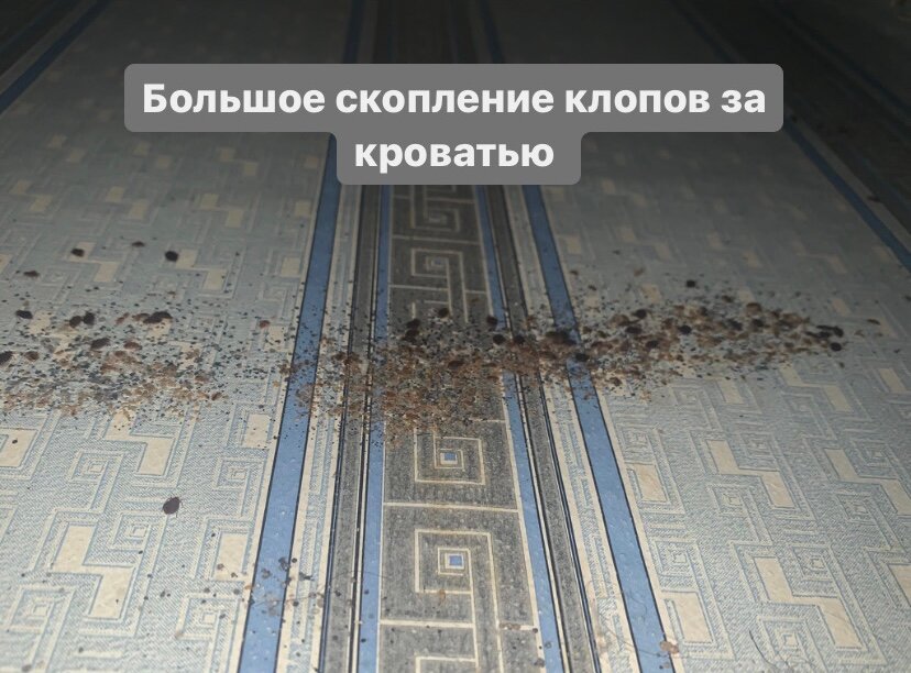 полчища клопов, уничтожение клопов, тараканы в плите, тараканы в квартире, клопы тараканы
