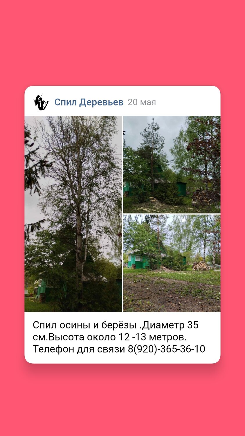 дерево береза, береза, береза повислая, спилить дерево в г череповец, дерево