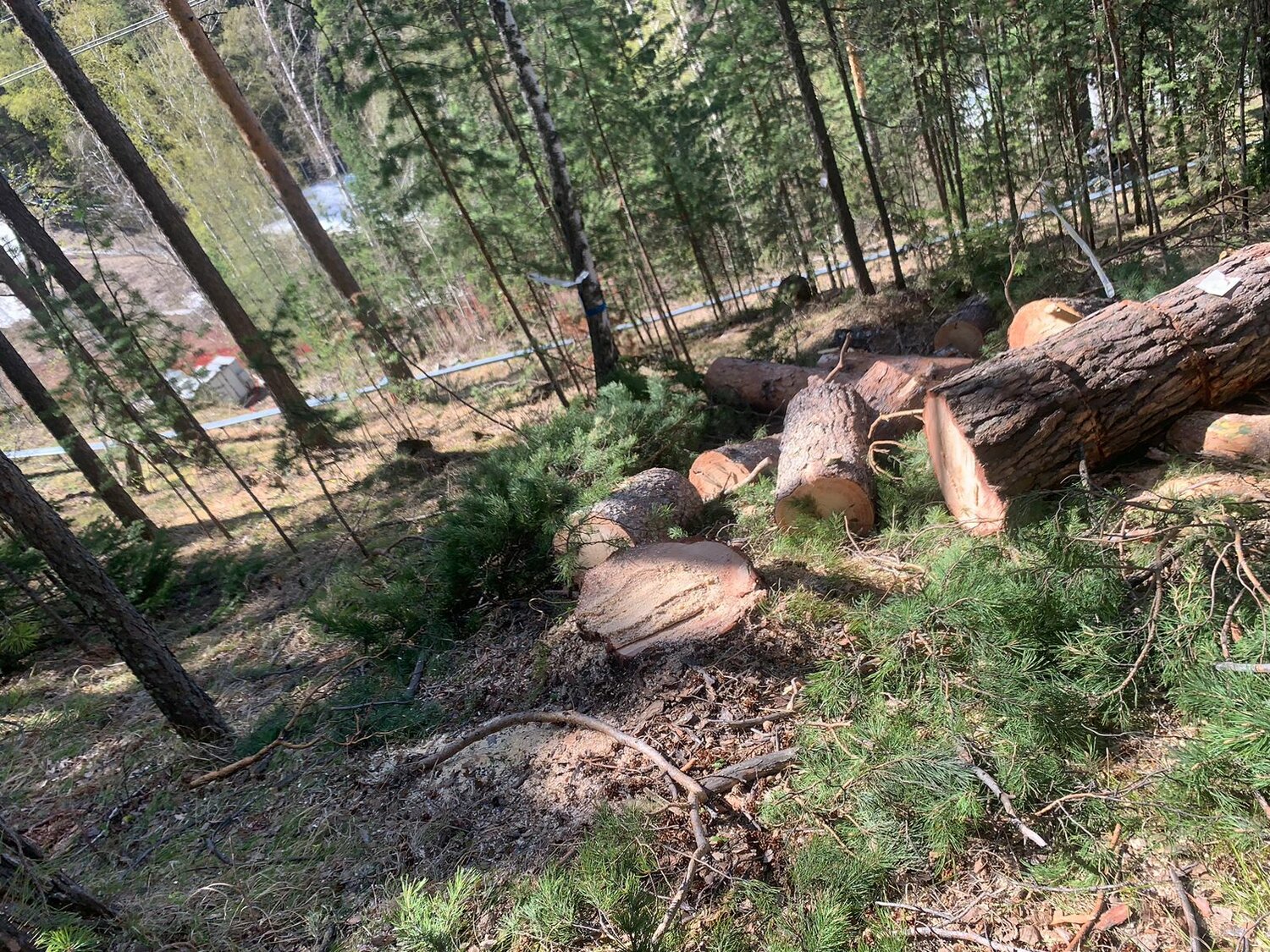 ель сосна, рубка леса, сосна обыкновенная, сосна, вырубленный лес