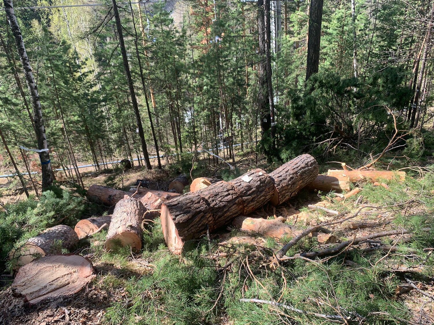 рубка леса, сосна джеффри, природа, лес, рубка