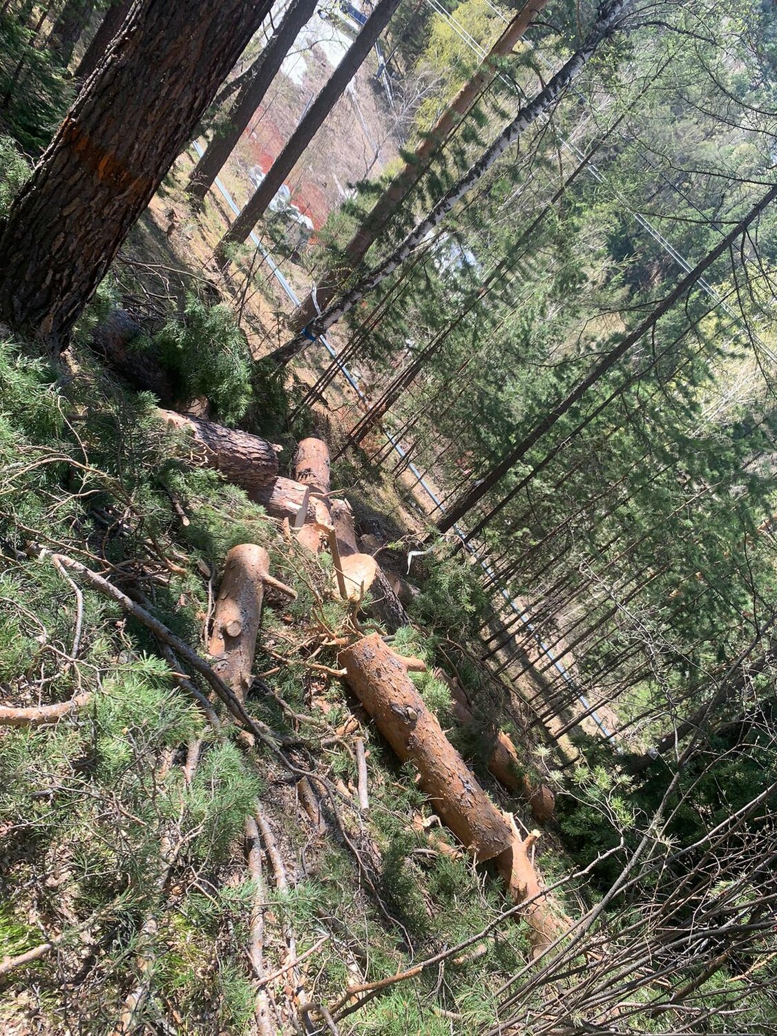 природа, рубка леса, вырубленный лес, лес, лес вырубка