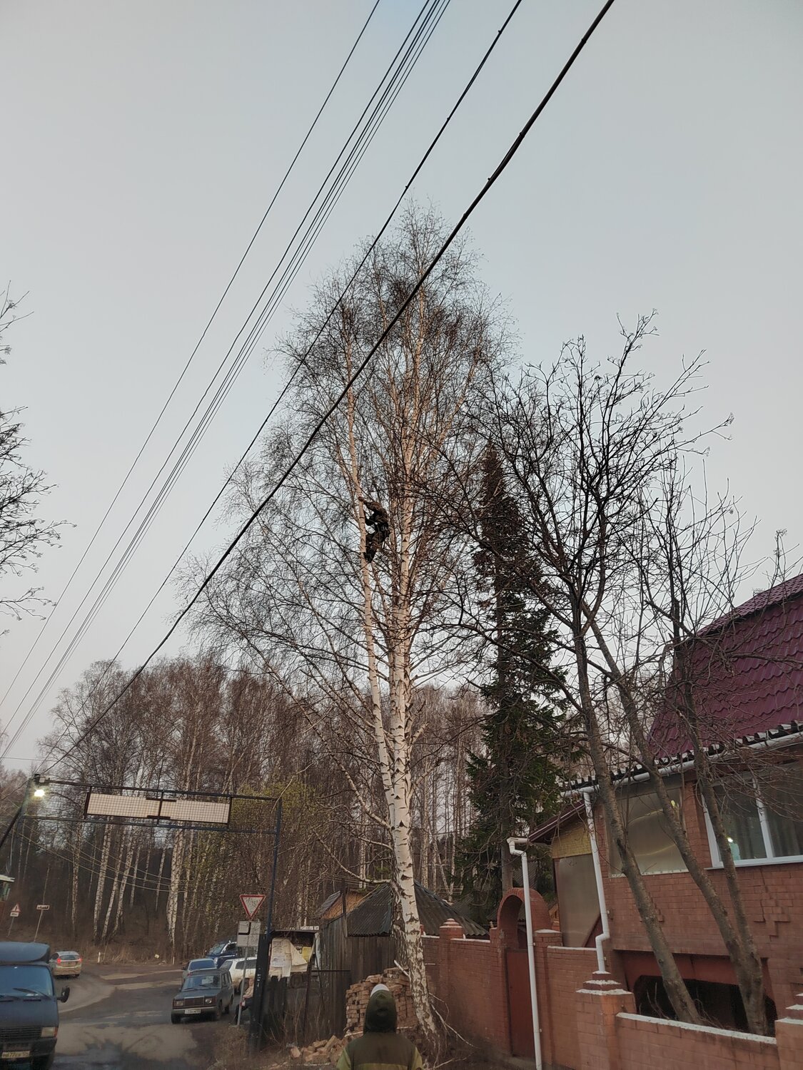 дерево береза, аварийные деревья, дерево, спиливание деревьев, удаление деревьев