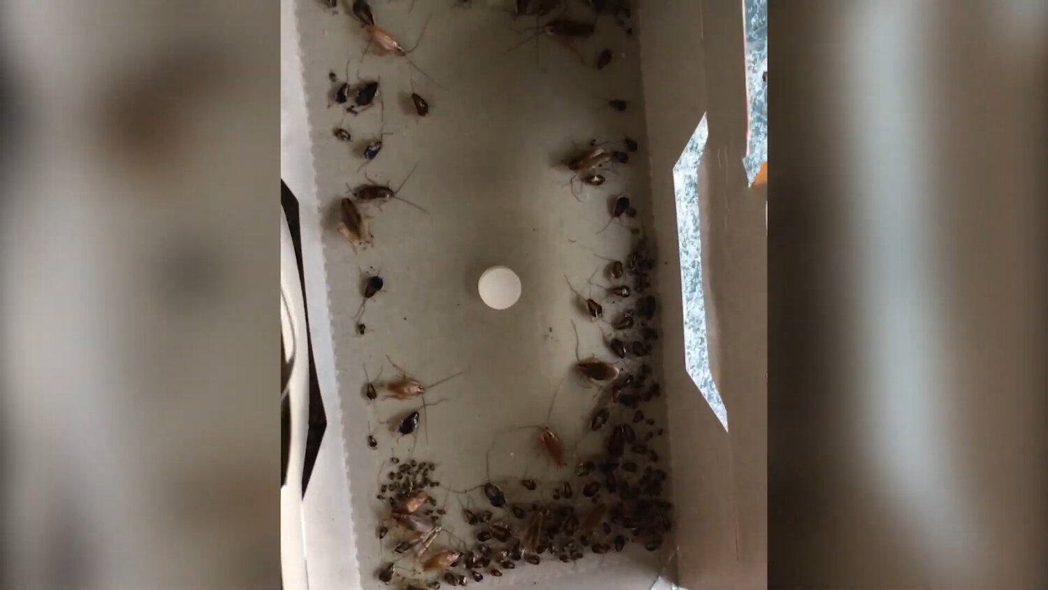 таракан, ловушки перехватчики для клопов, с тараканов, тараканы в квартире, тараканы дома