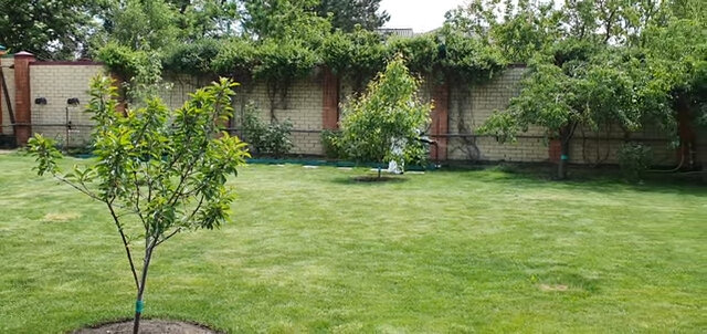 сад плодовый, участок, деревья на участке, сад, ландшафтный