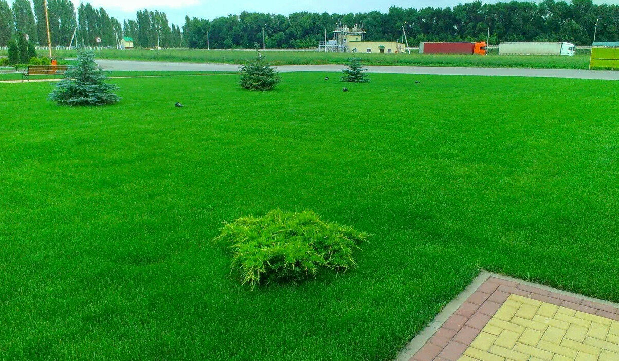 газон, трава для газона, газонная трава, lawn grass газонная трава, рулонный газон мятлик