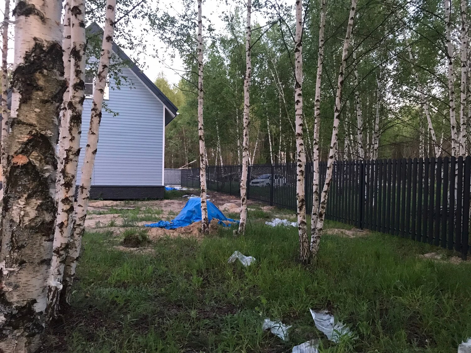 дерево береза, бактериальная водянка березы, ствол березы, birch tree, береза кора