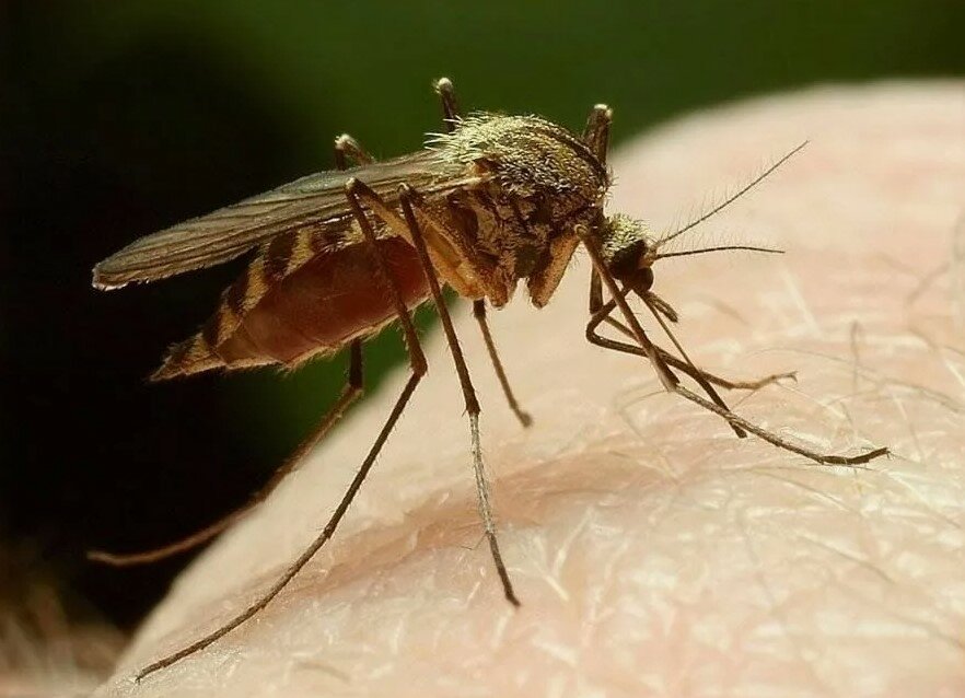 комар обыкновенный, кровососущие комары кровососущие комары, culicidae (кровососущие комары), кровососущие комары, комар пискун