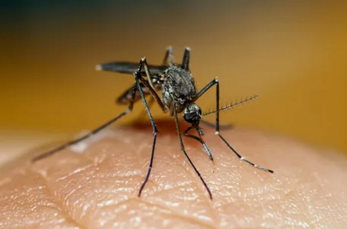 кровососущие комары, aedes aegypti комар, лихорадка западного нила комар, комар в, комар денге