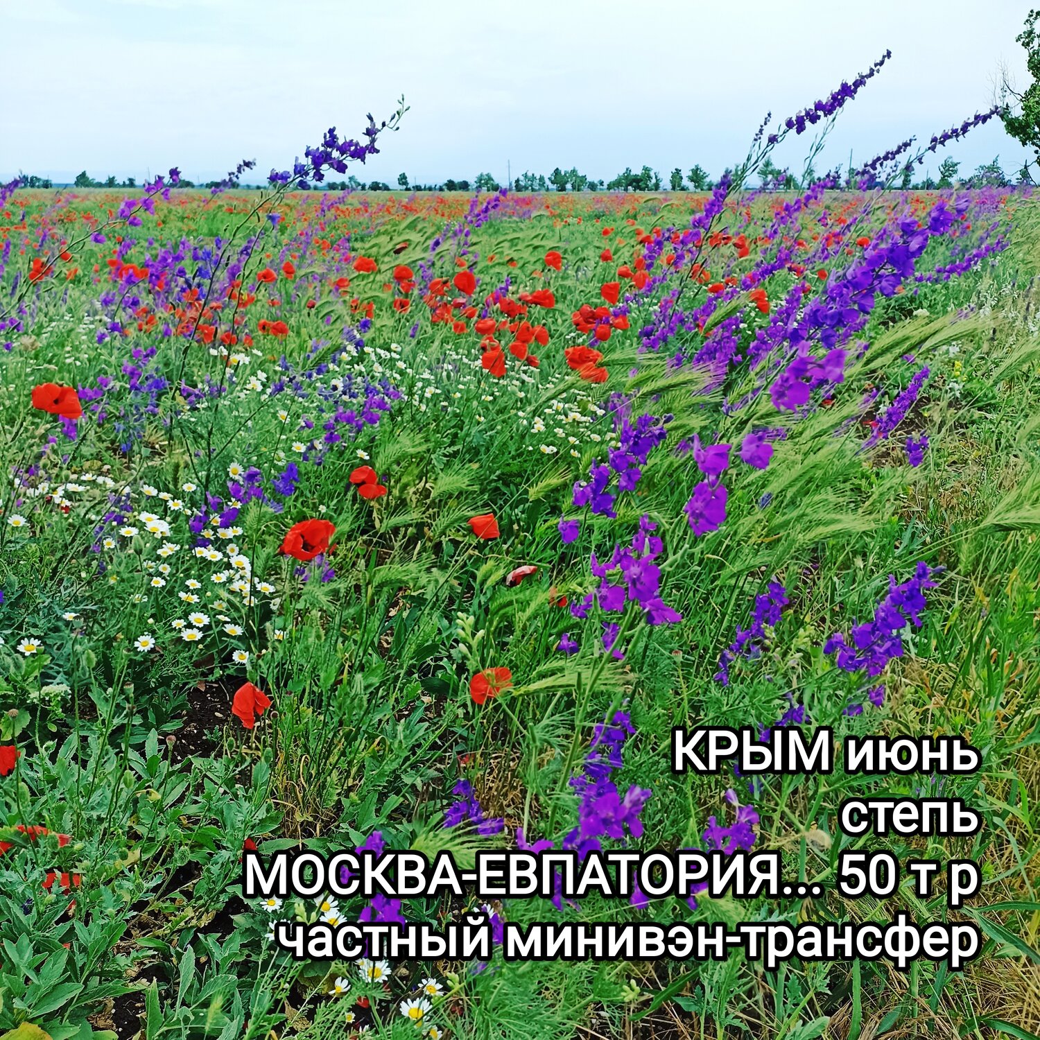 цветущие поля крым дельфиниум, полевые цветы крыма, степные цветы крыма, цветы степные в крыму фиолетовые, цветущие степи крыма тарханкут
