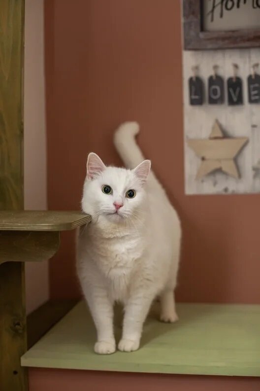 кот, кошечка, белая кошка, коты, котики смешные