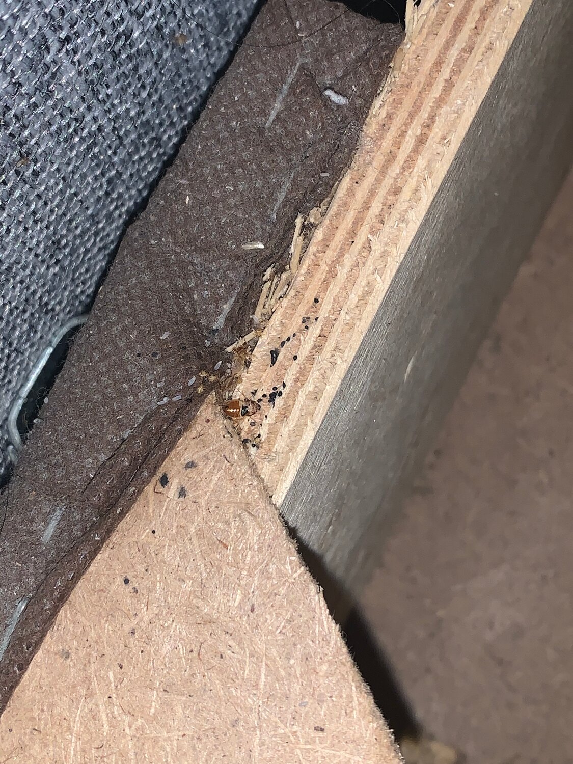 клопы в доме, клопы в диване, клопы, домашние клопы, клопы в квартире