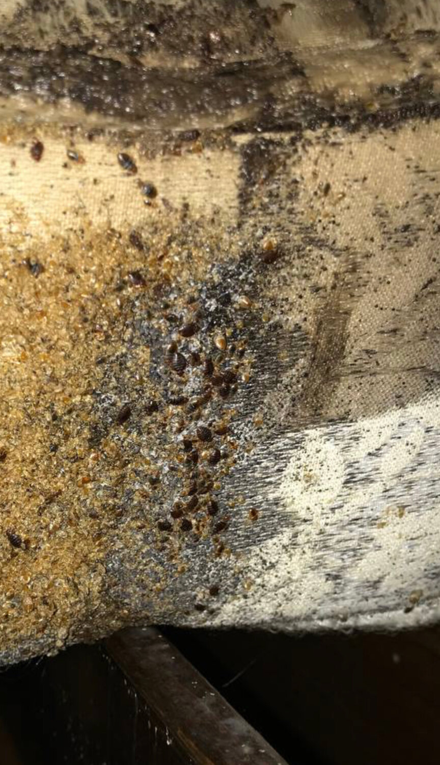 клопы, клопы домашние, гнездо клопов, клопы в навозе, клопы в квартире