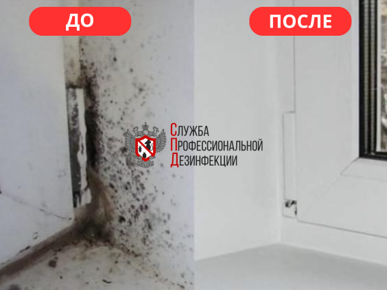 плесень на откосах пластиковых окон, откосы пластиковых окон, плесень на откосах окон, конденсат на пластиковых окнах, некачественные пластиковые окна