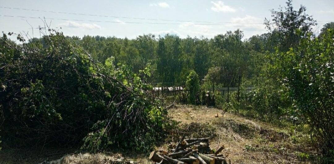участок, александровская роща ростов, александровская роща, вырубленные деревья, поваленный лес
